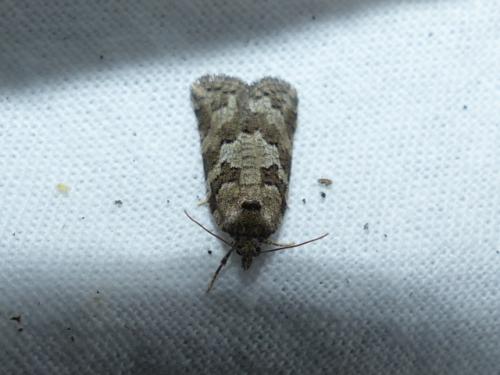 Cnephasia sp.